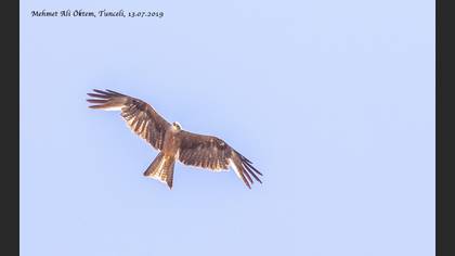 Black Kite