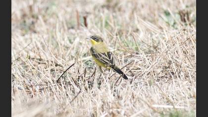 Western Yellow Wagtail