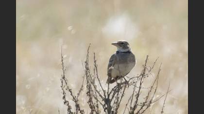 Calandra Lark