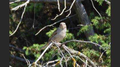 House Sparrow