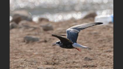 White-winged Tern