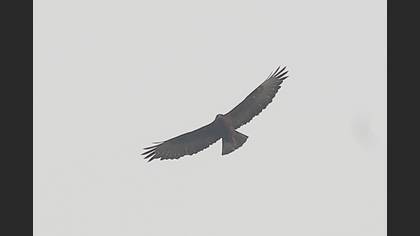 Common Buzzard