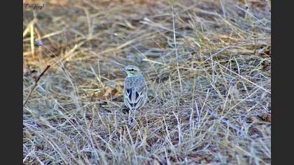Tawny Pipit