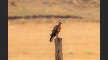 Long-legged Buzzard