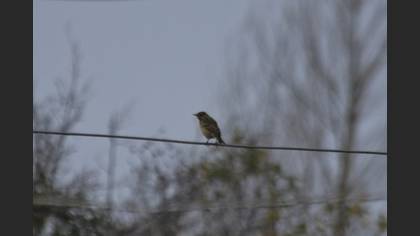Tree Pipit
