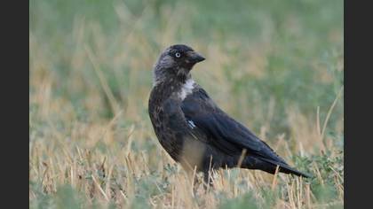 Western Jackdaw