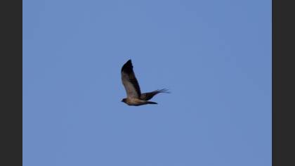 Booted Eagle