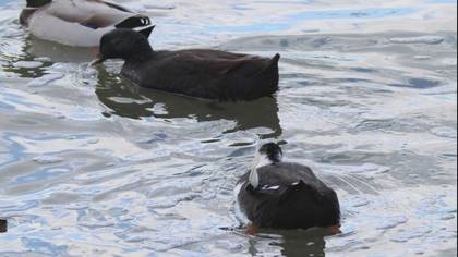 Tanımsız