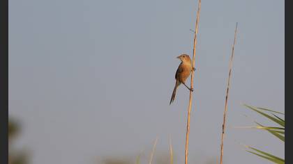 Iraq Babbler