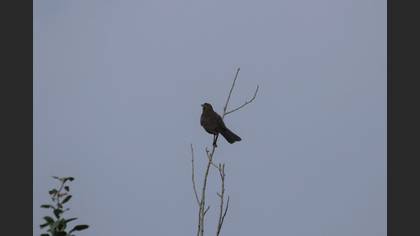 Common Blackbird