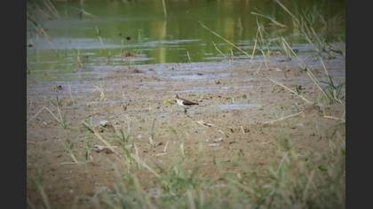 Common Sandpiper