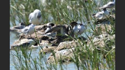 Eurasian Teal