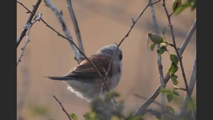 Red-backed Shrike