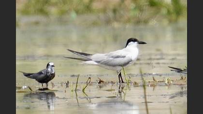 Gull-billed Tern