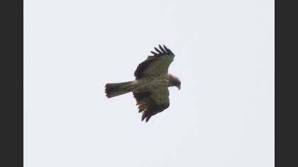 Küçük kartal