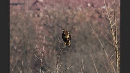 Common Buzzard