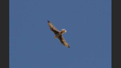 Saker Falcon