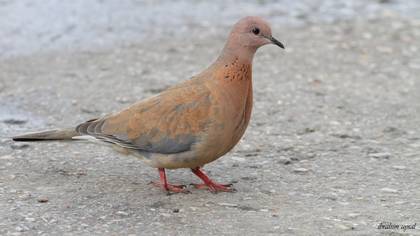 Laughing Dove
