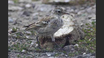 Water Pipit