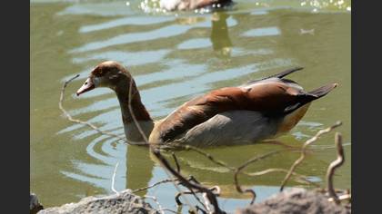 Egyptian Goose