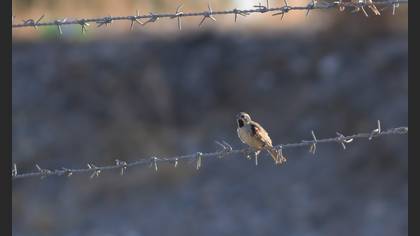 Dead Sea Sparrow