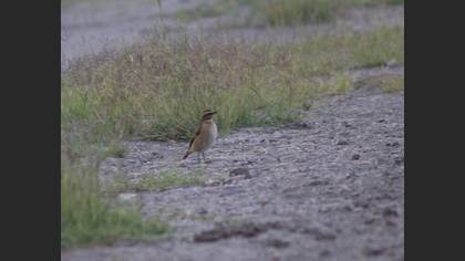 Whinchat