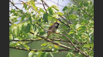 House Sparrow