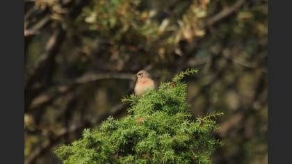 Black-eared Wheatear