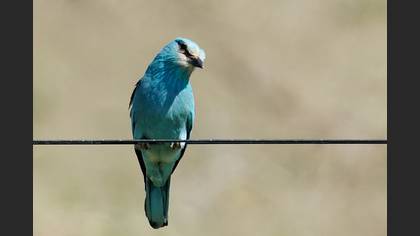 European Roller