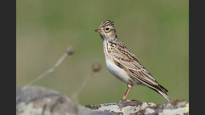 Eurasian Skylark