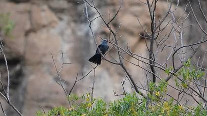 Blue Rock Thrush