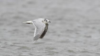 Little Gull