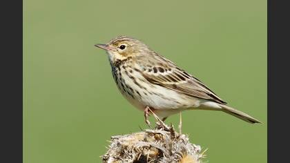 Tree Pipit