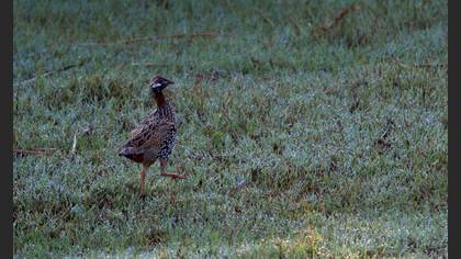 Black Francolin