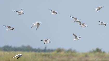 Gull-billed Tern