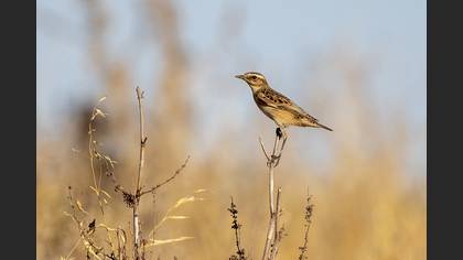 Whinchat