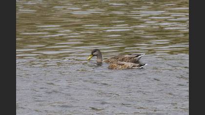 Mallard
