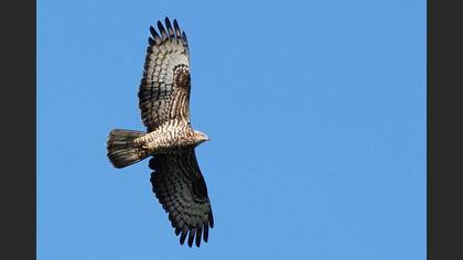 European Honey Buzzard