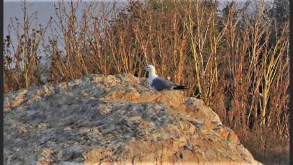 Armenian Gull
