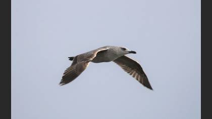 Yellow-legged Gull