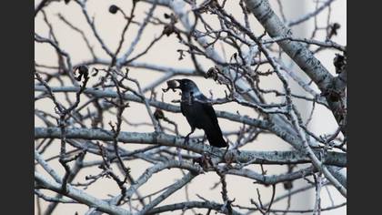 Western Jackdaw