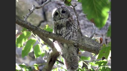 Tawny Owl
