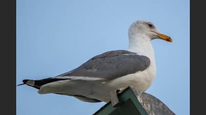 Armenian Gull