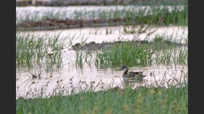 Garganey