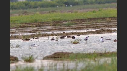Pied Avocet