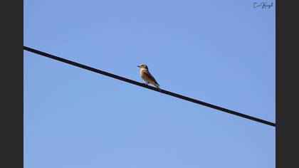 Common Redstart