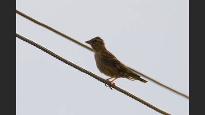 Rock Sparrow