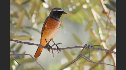 Common Redstart