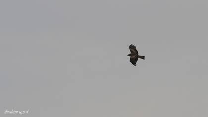 Black Kite