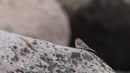 Twite